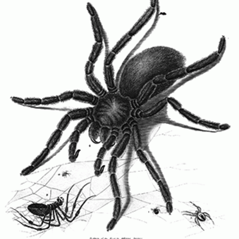 spider
